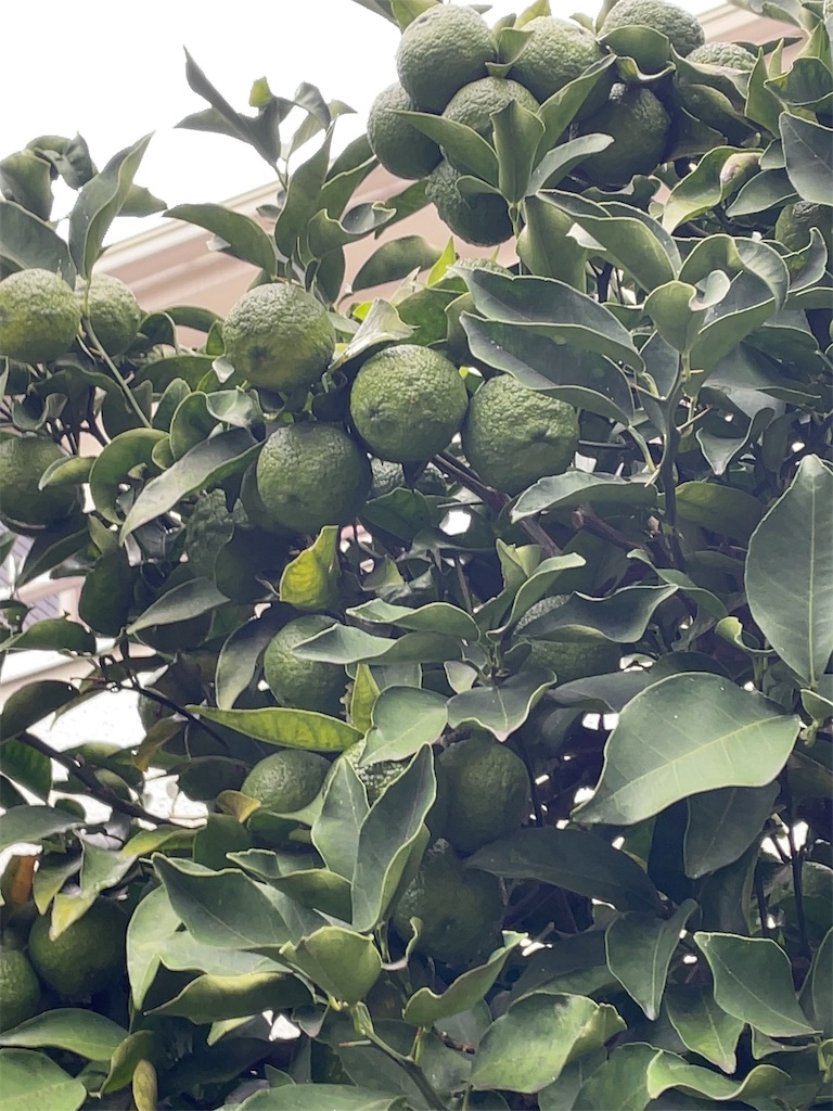 f:id:hokuto5819:20251020162531j:image