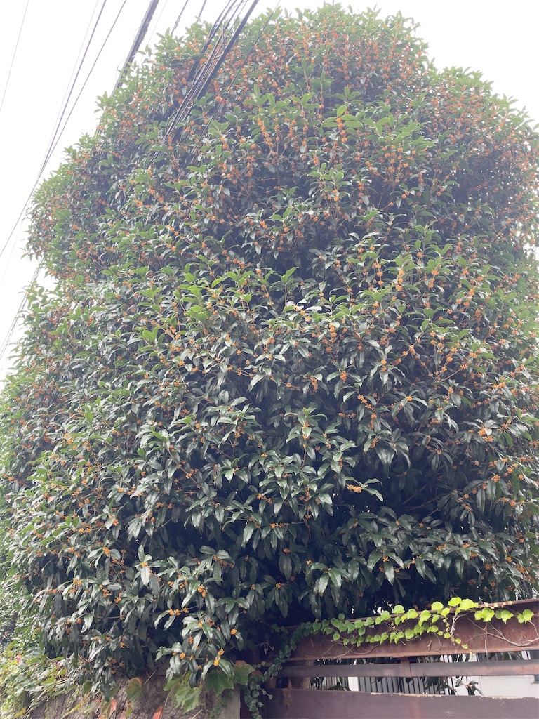 f:id:hokuto5819:20251020162553j:image