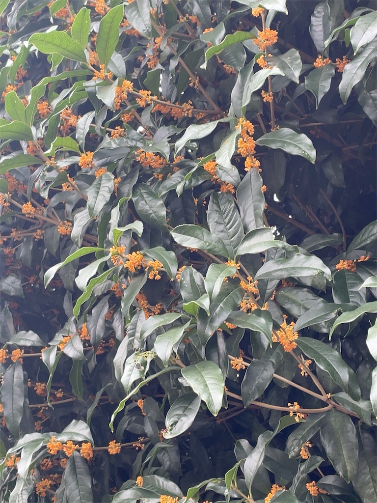 f:id:hokuto5819:20251020162558j:image