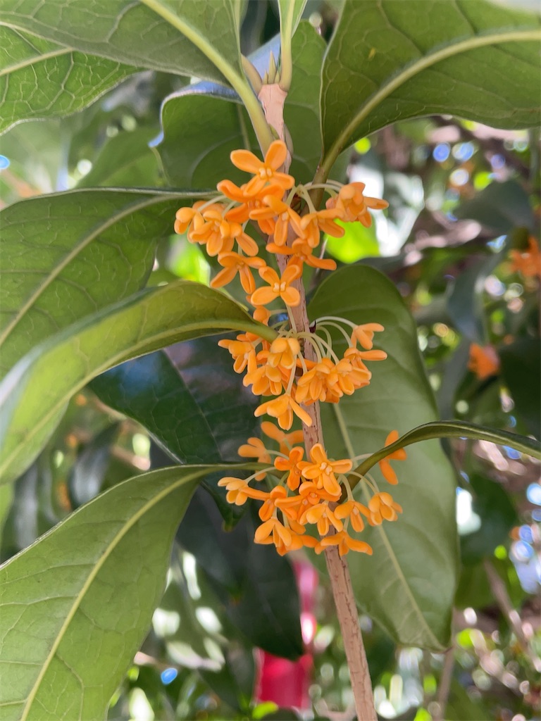 f:id:hokuto5819:20251020162726j:image