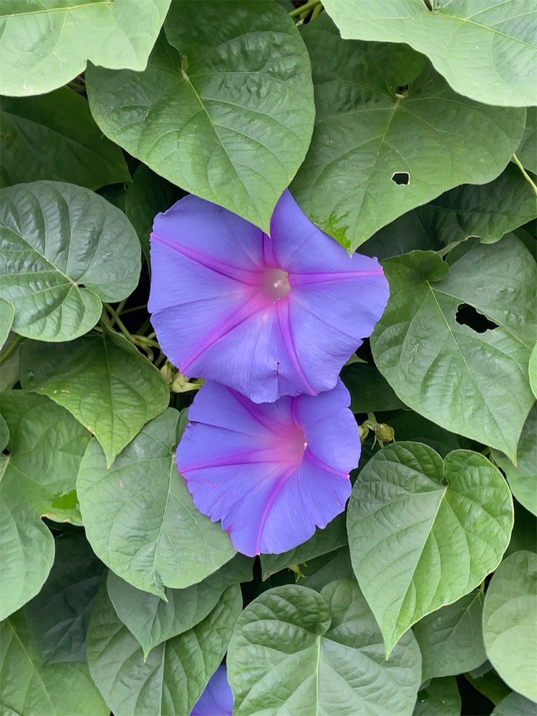 f:id:hokuto5819:20251020162745j:image