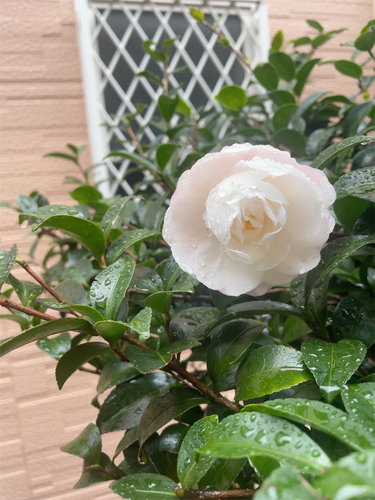 f:id:hokuto5819:20251105165226j:image