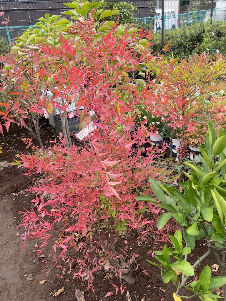 f:id:hokuto5819:20251105165607j:image