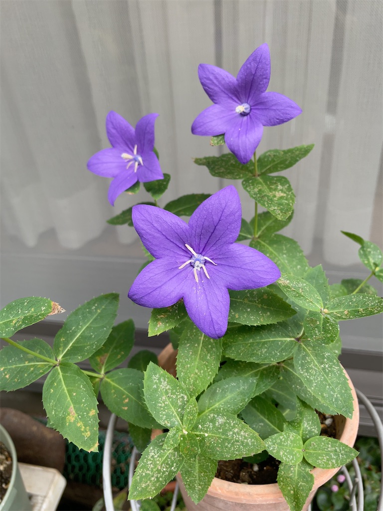 f:id:hokuto5819:20251105165849j:image