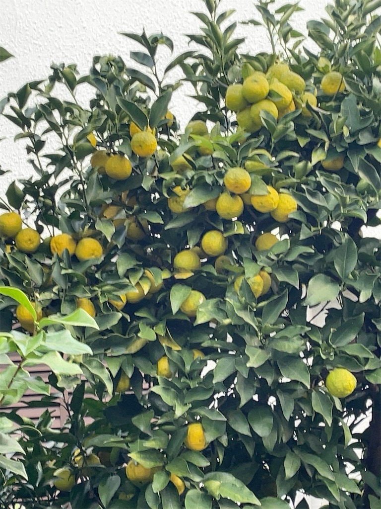 f:id:hokuto5819:20251105165931j:image