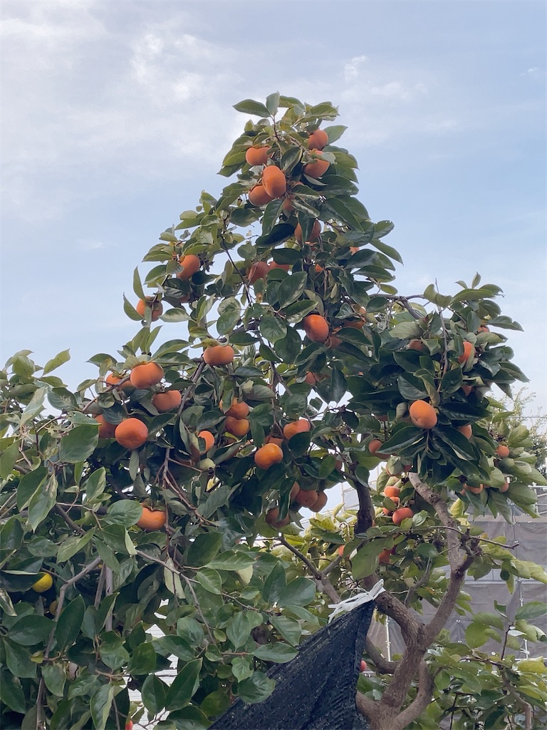 f:id:hokuto5819:20251105165936j:image