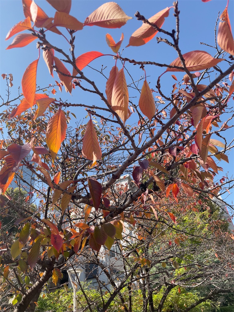 f:id:hokuto5819:20251121145014j:image