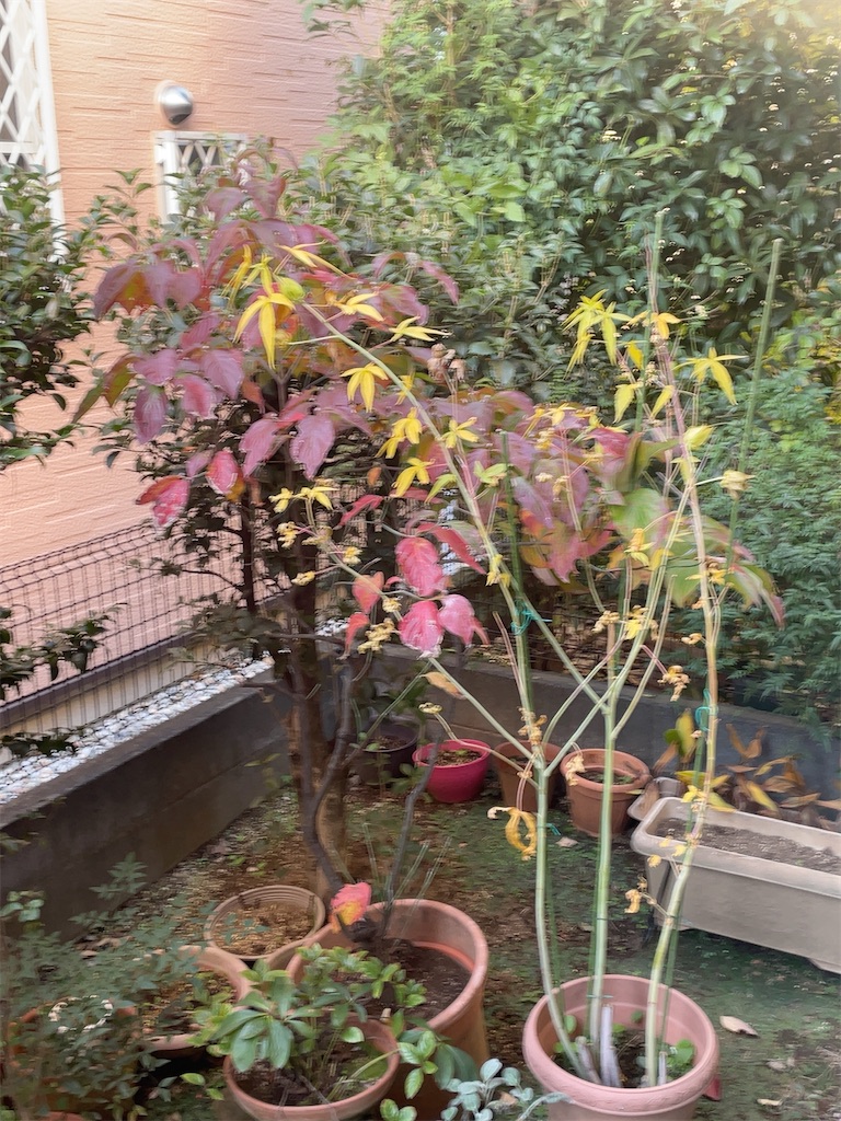 f:id:hokuto5819:20251122114026j:image