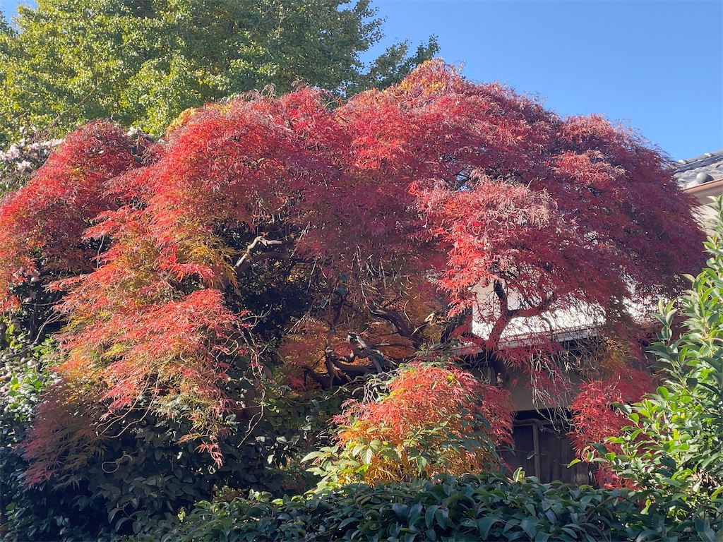 f:id:hokuto5819:20251122114239j:image