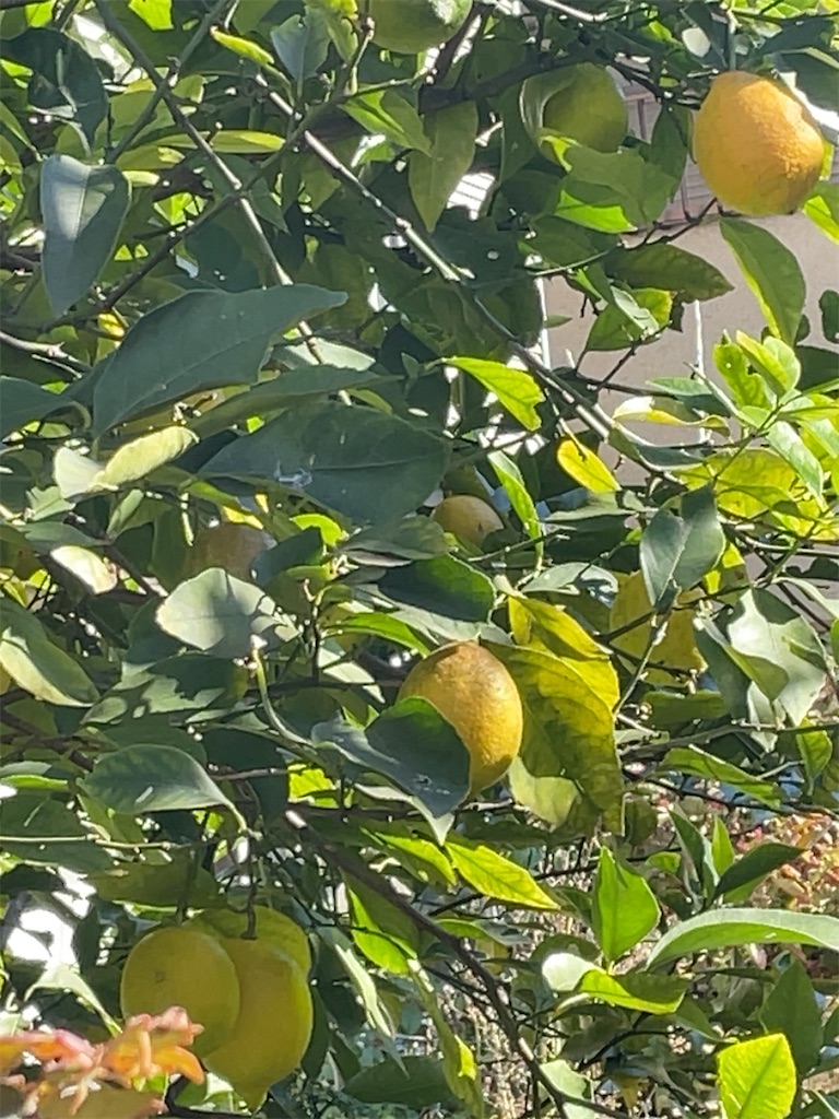 f:id:hokuto5819:20251122114441j:image