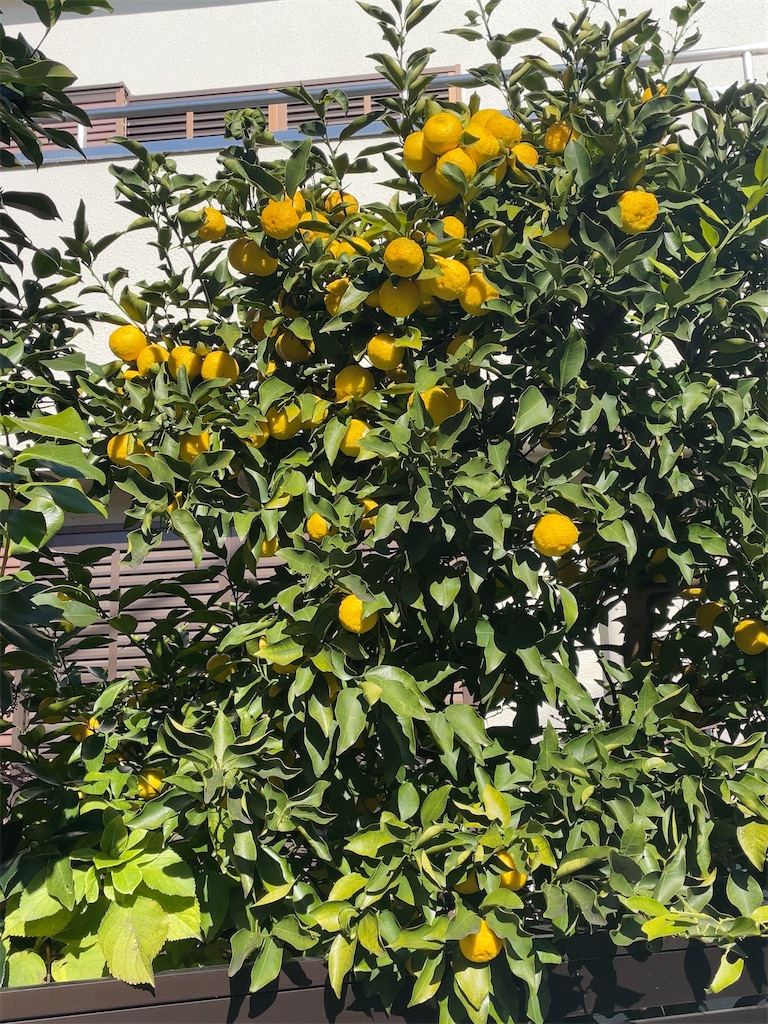 f:id:hokuto5819:20251122114445j:image