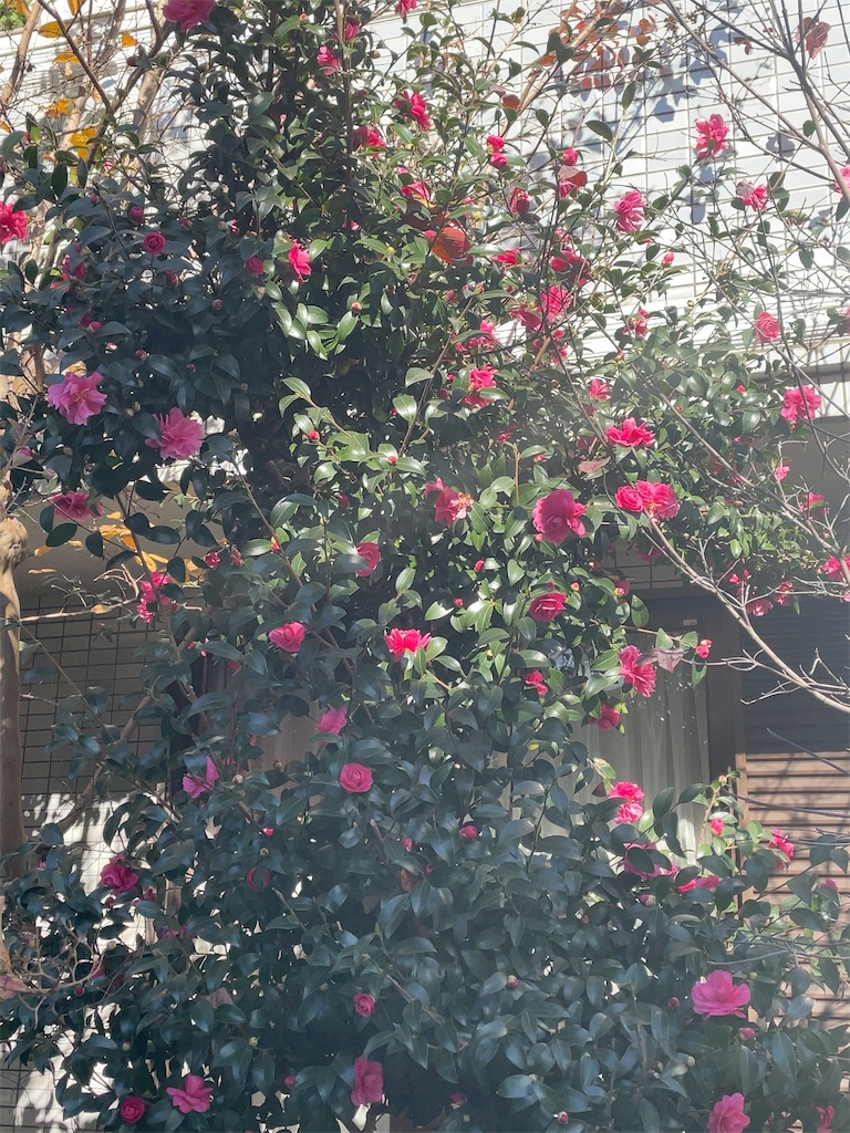 f:id:hokuto5819:20251122114631j:image