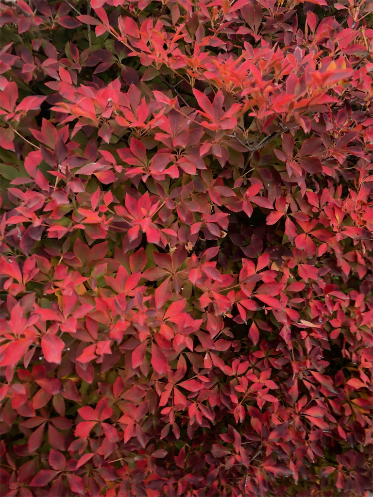 f:id:hokuto5819:20251206134355j:image