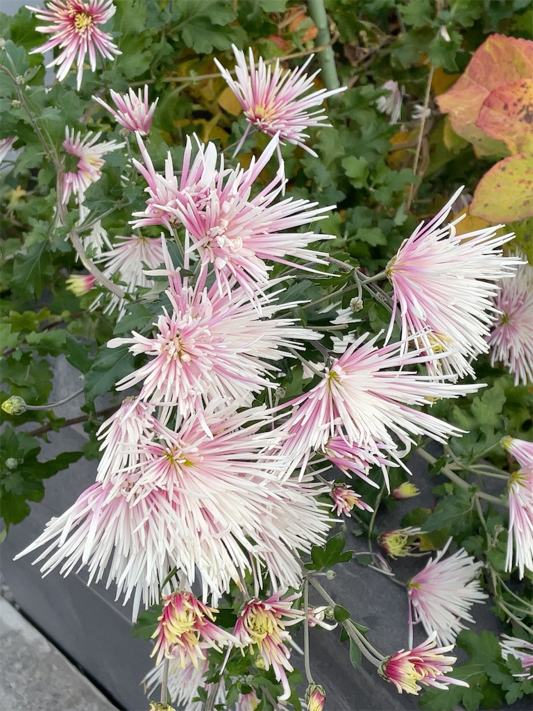 f:id:hokuto5819:20251219155449j:image