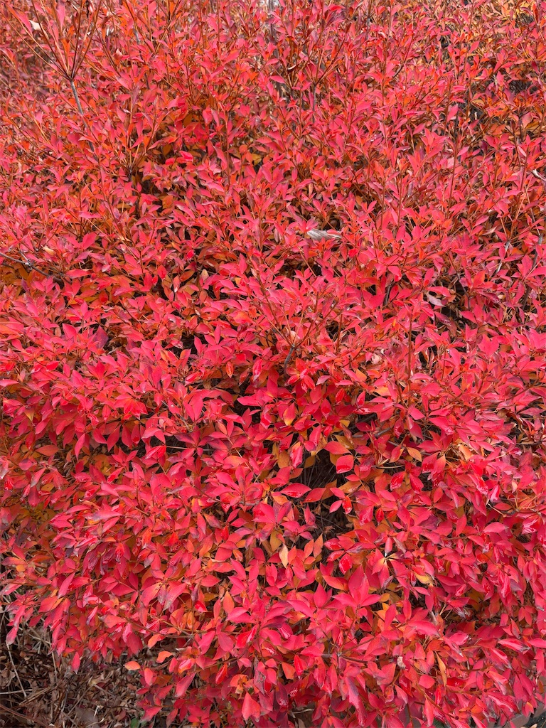 f:id:hokuto5819:20251221174009j:image