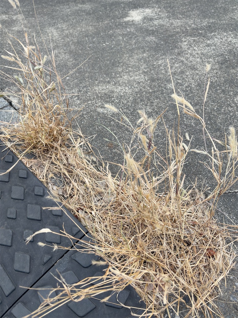 f:id:hokuto5819:20260111105702j:image