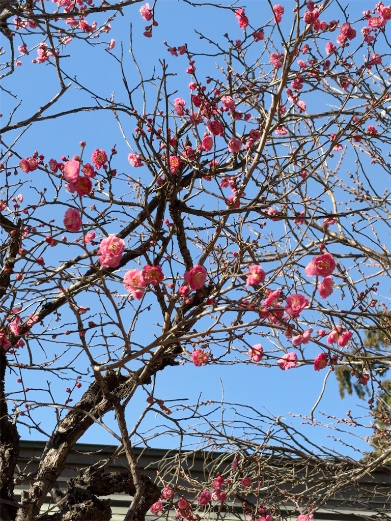 f:id:hokuto5819:20260111114516j:image