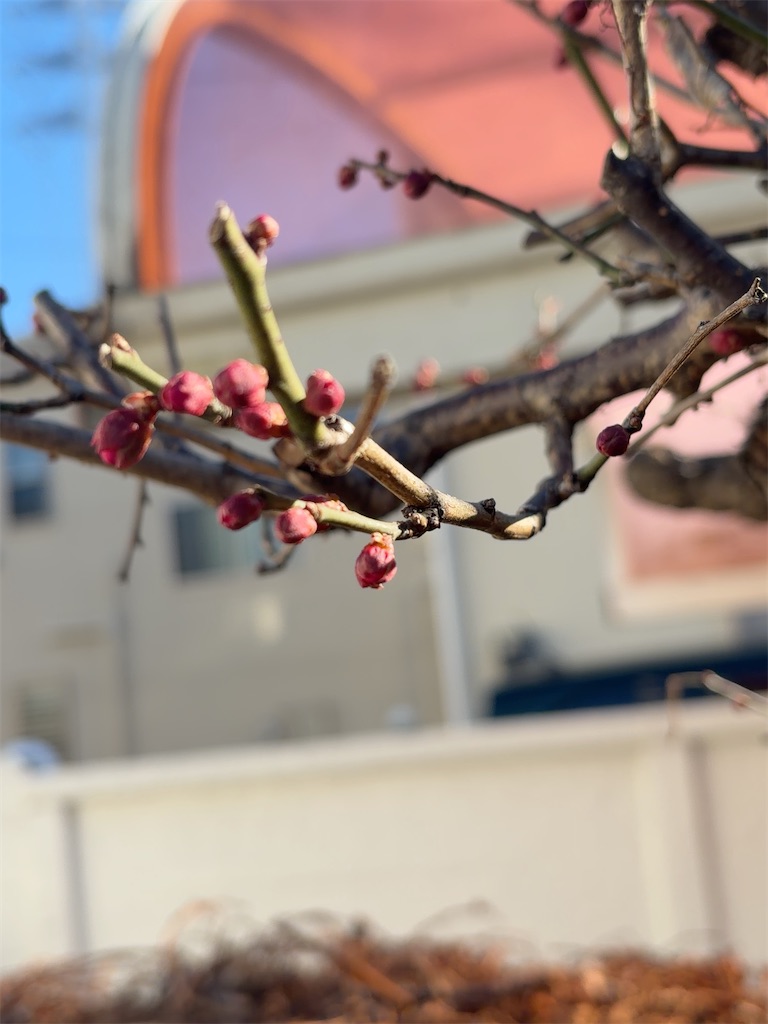 f:id:hokuto5819:20260111114557j:image