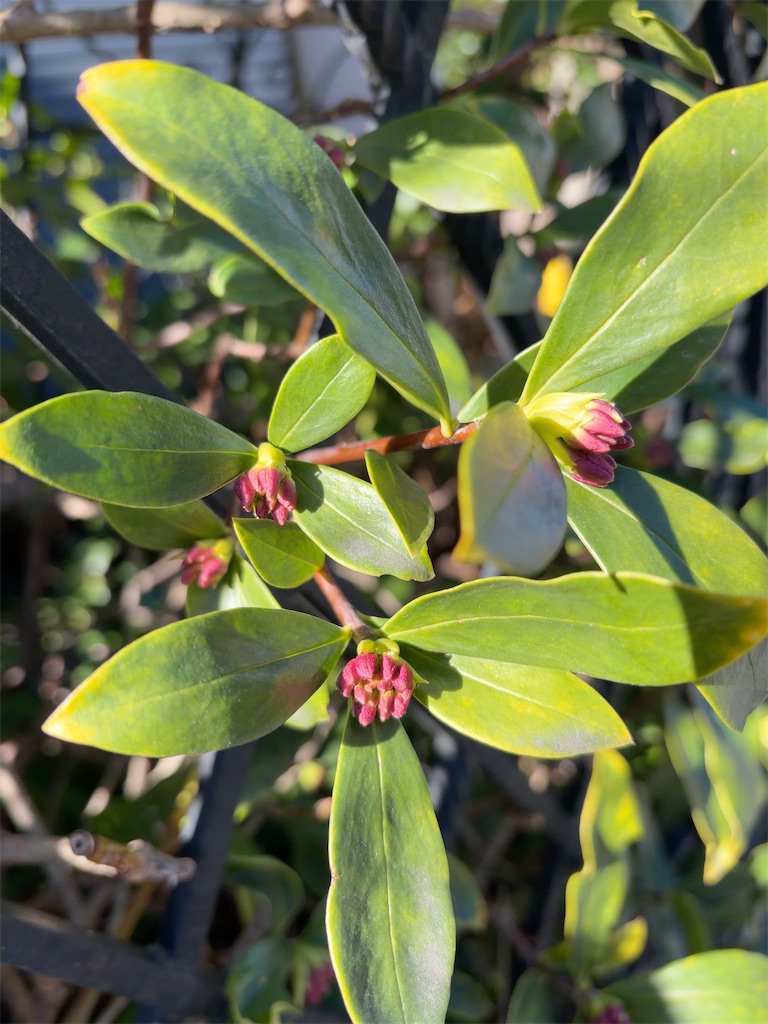 f:id:hokuto5819:20260111114601j:image