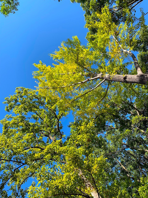 f:id:hola_baja:20191108214352j:plain f:id:hola_baja:20191108214352j:plain