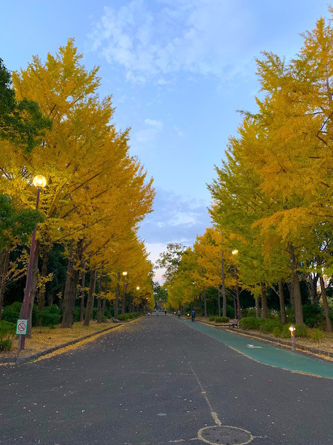 f:id:hola_baja:20191123191238j:plain