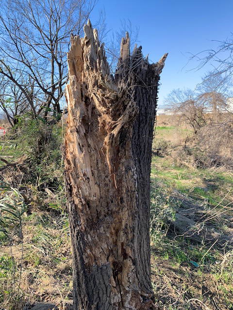 f:id:hola_baja:20191229124824j:plain f:id:hola_baja:20191229124824j:plain