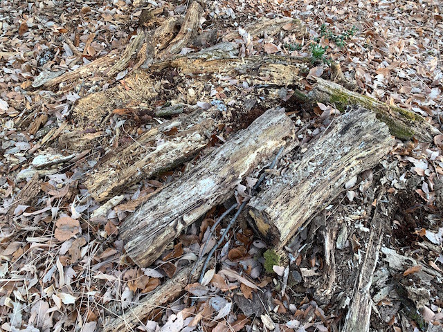 f:id:hola_baja:20191229130816j:plain f:id:hola_baja:20191229130816j:plain