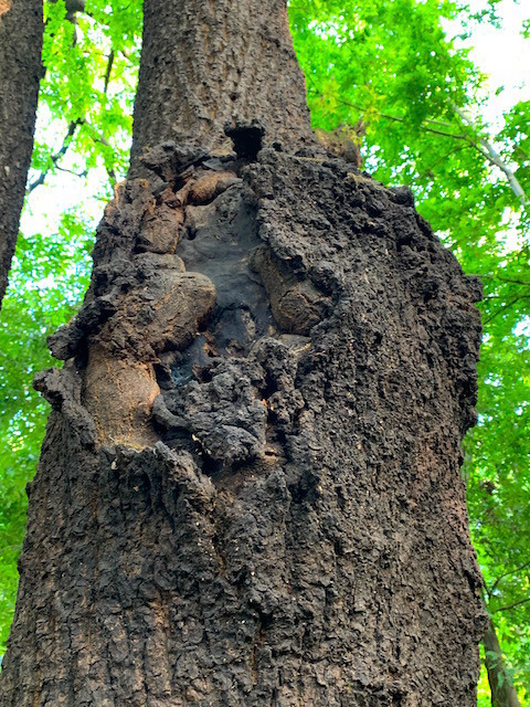 f:id:hola_baja:20200501094514j:plain f:id:hola_baja:20200501094514j:plain