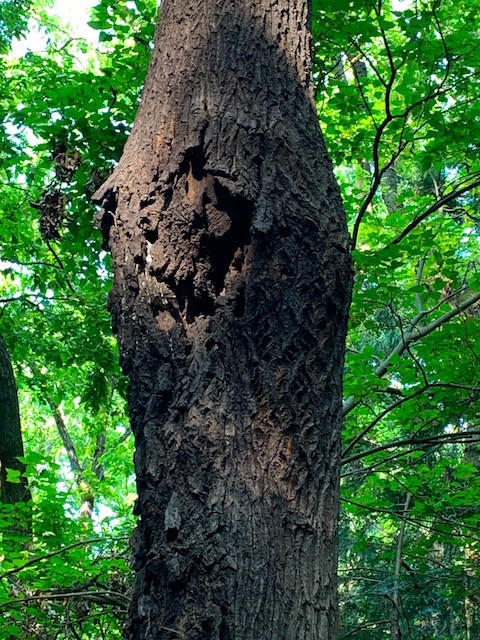 f:id:hola_baja:20200501094728j:plain f:id:hola_baja:20200501094728j:plain