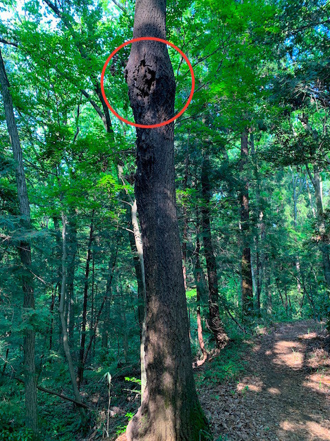 f:id:hola_baja:20200501094901j:plain f:id:hola_baja:20200501094901j:plain