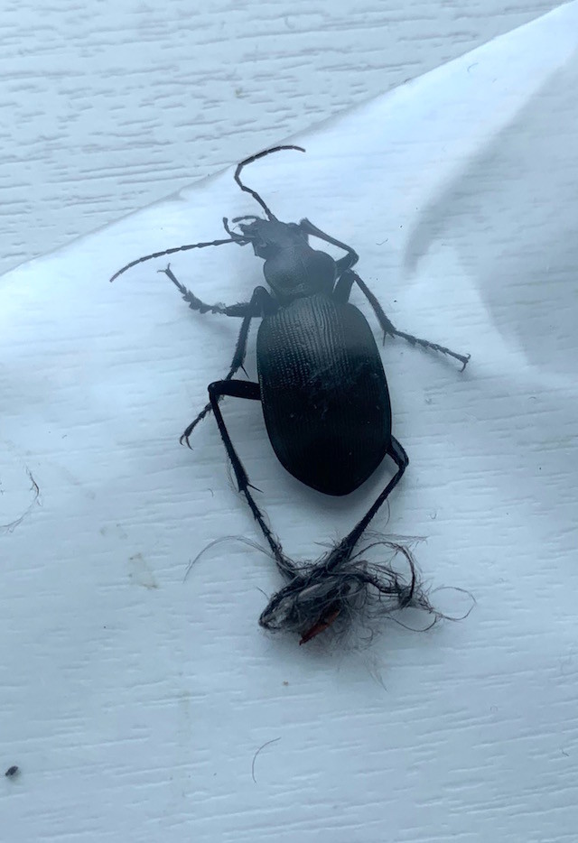 f:id:hola_baja:20200501095716j:plain f:id:hola_baja:20200501095716j:plain