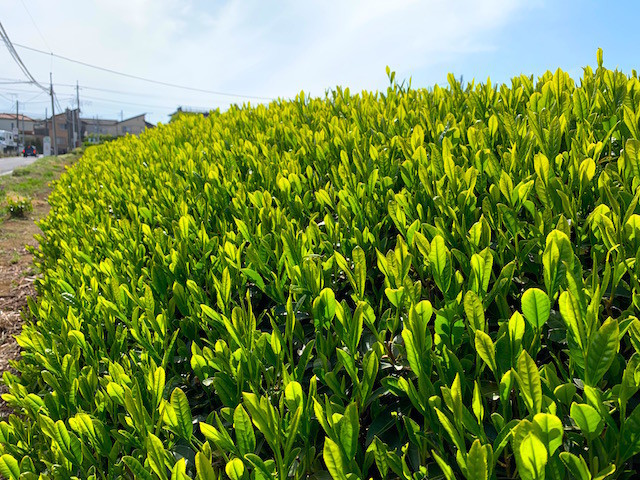 f:id:hola_baja:20210429191417j:plain