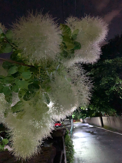 f:id:hola_baja:20210604001049j:plain