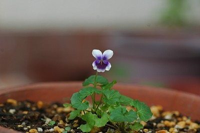 f:id:holala:20090630144535j:image f:id:holala:20090630144535j:image