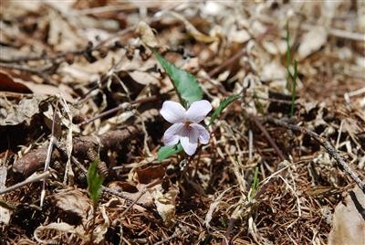 f:id:holala:20100511162535j:image