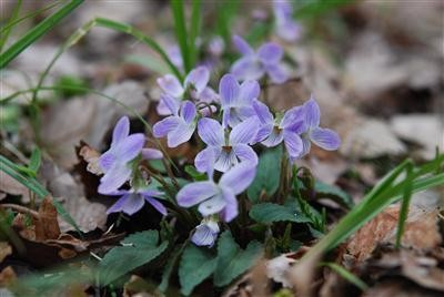 f:id:holala:20110514090857j:image:left