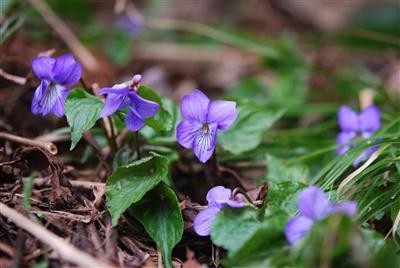 f:id:holala:20110514090858j:image:left