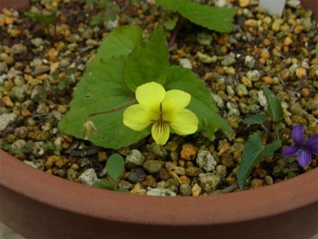 f:id:holala:20120421152403j:image