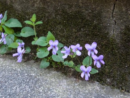 f:id:holala:20120421152405j:image