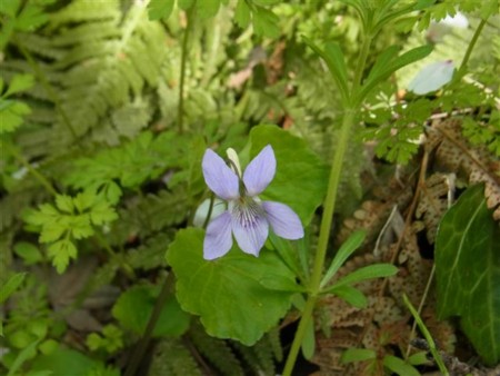 f:id:holala:20120421152407j:image