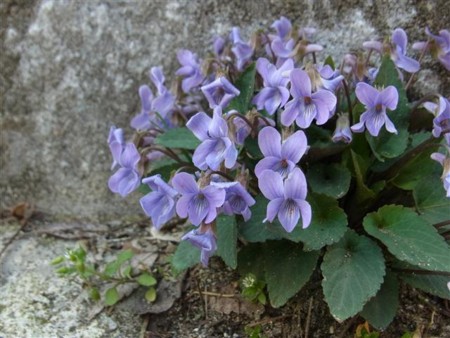 f:id:holala:20120421152409j:image