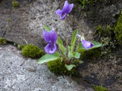 f:id:holala:20130321064945j:image