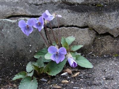 f:id:holala:20130321065709j:image