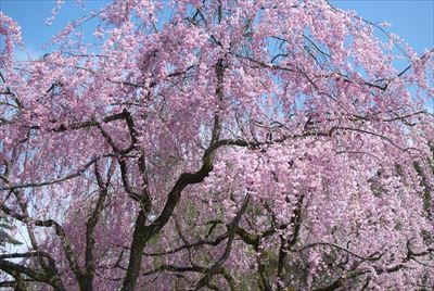 f:id:holala:20130413090315j:image