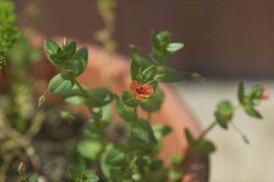f:id:holala:20130607172445j:image