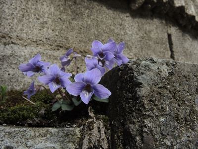 f:id:holala:20140404102305j:image