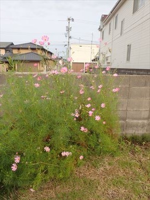 f:id:holala:20160930110330j:image