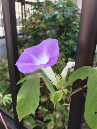 f:id:holala:20170831093809j:image