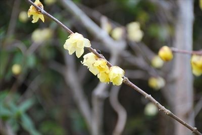 f:id:holala:20180305093639j:image f:id:holala:20180305093639j:image