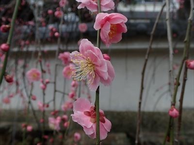 f:id:holala:20190226210449j:plain f:id:holala:20190226210449j:plain